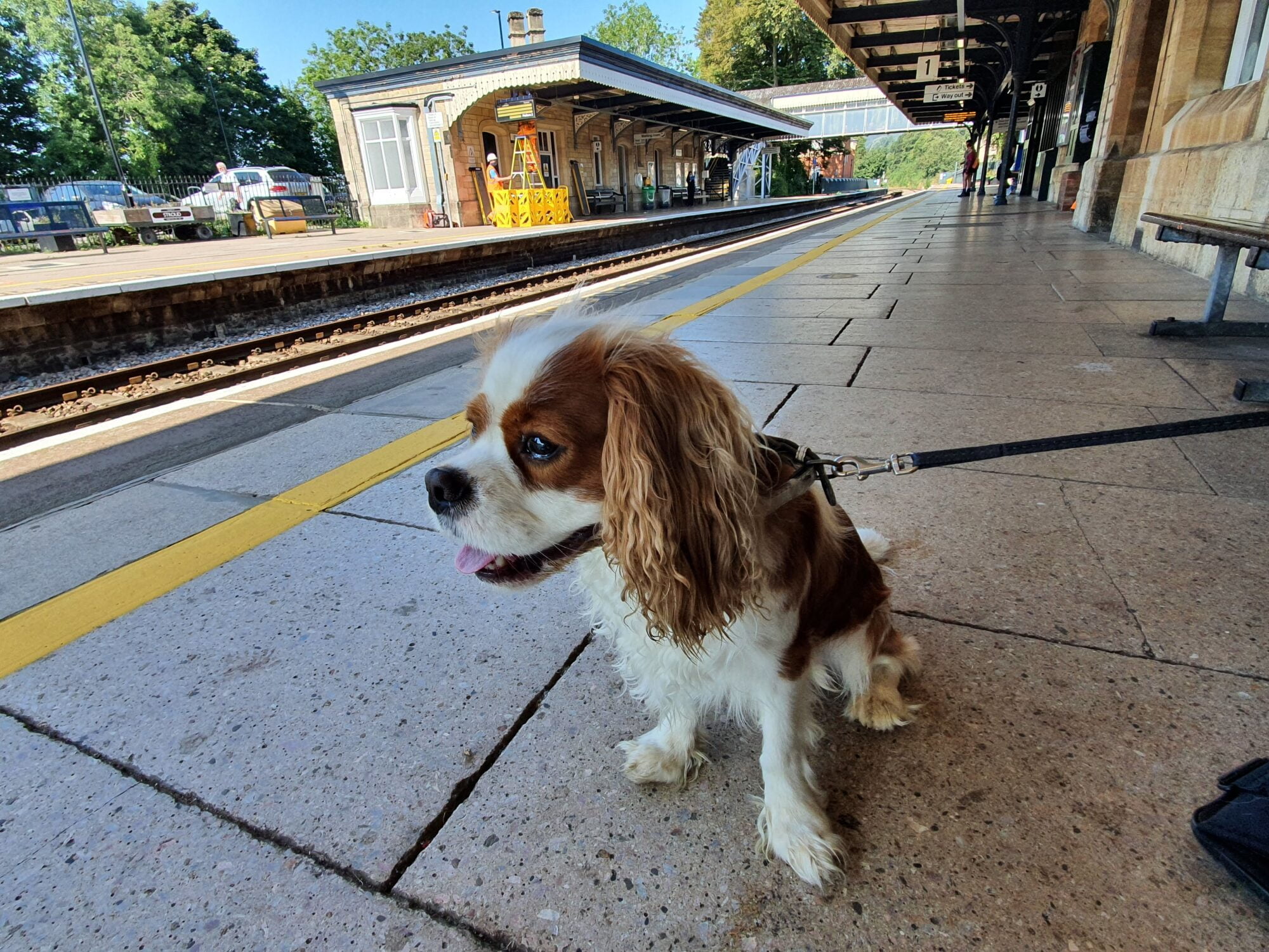 Travel To Cotswolds With A Dog