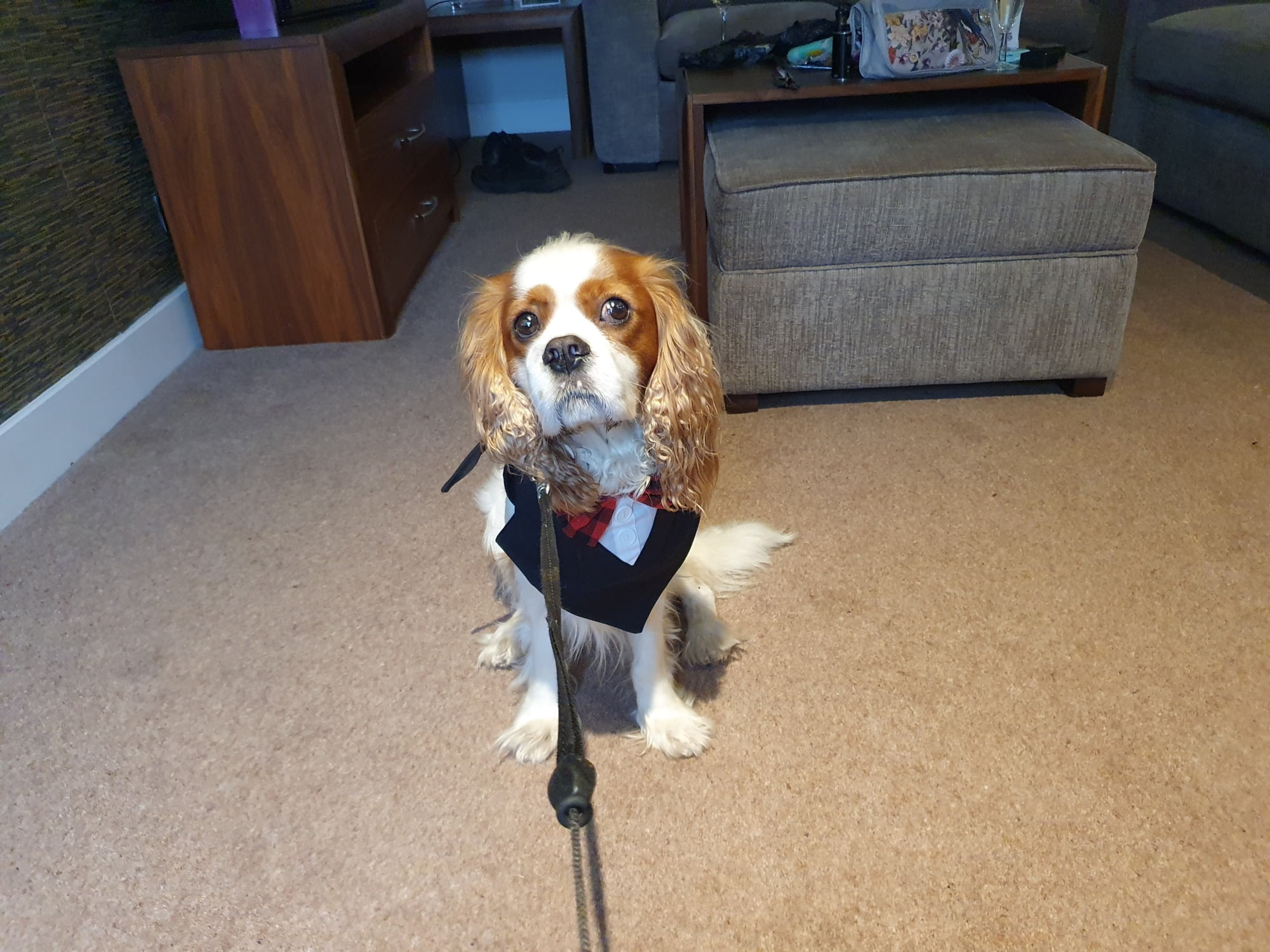 Dog Friendly Accommodation Gretna Green