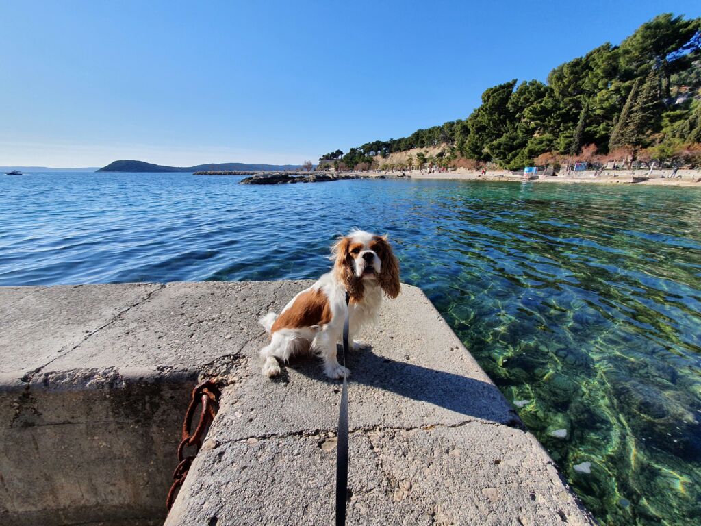 Uvala Ježinac dog