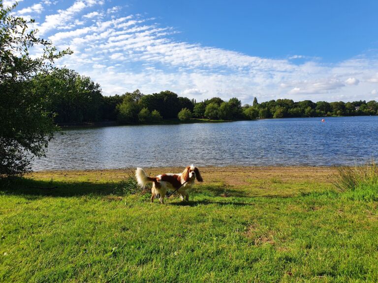 Walks Edgbaston Resevoir