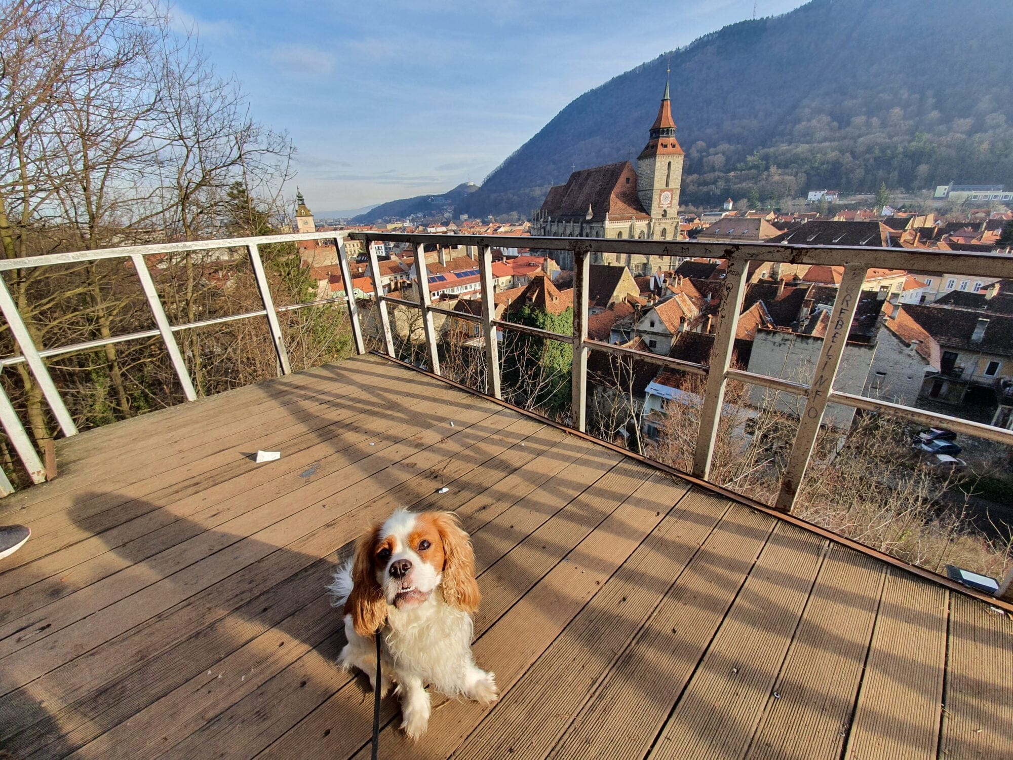 Pet Friendly Brasov