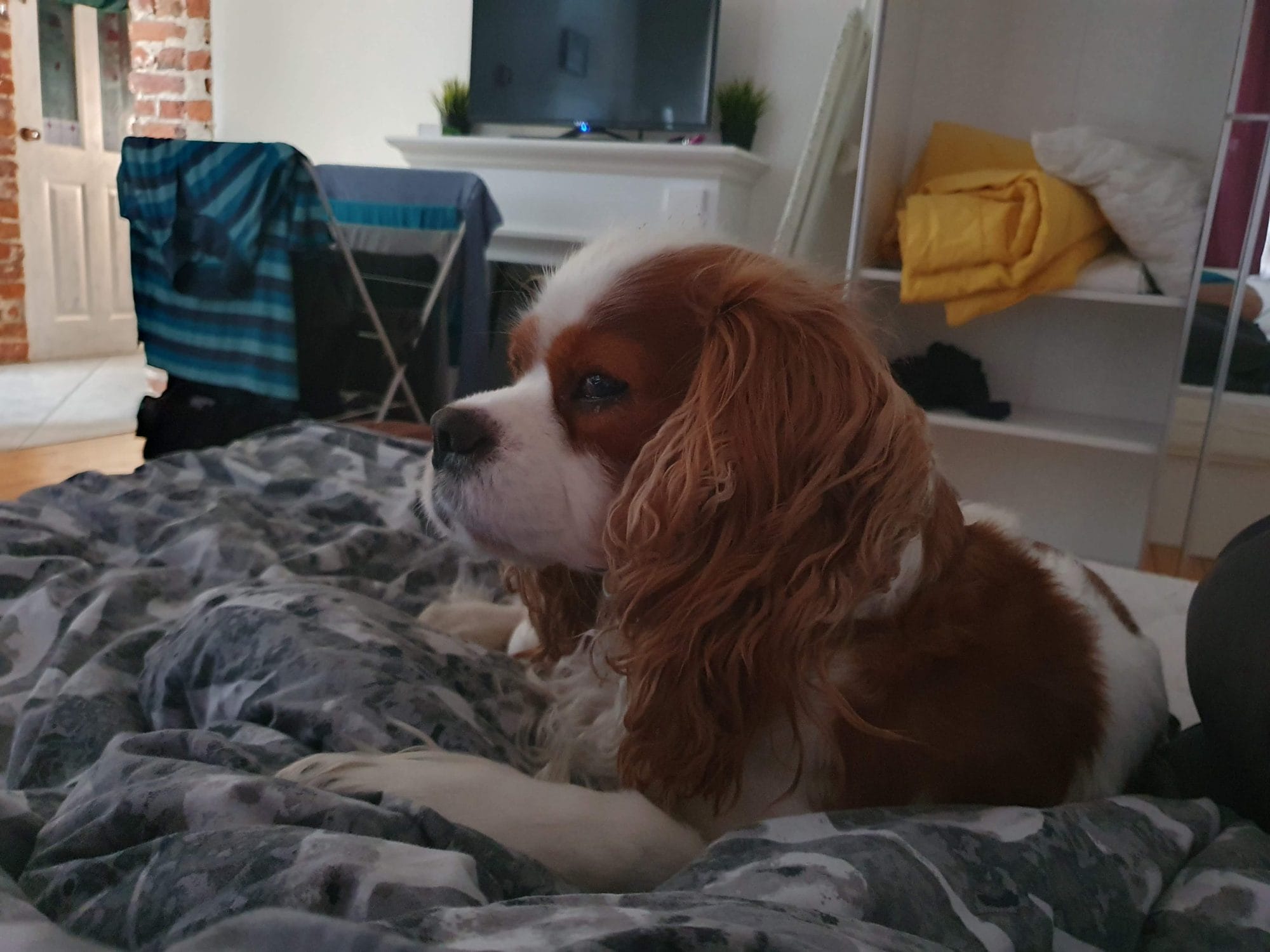 Dog Friendly Accommodation Sofia