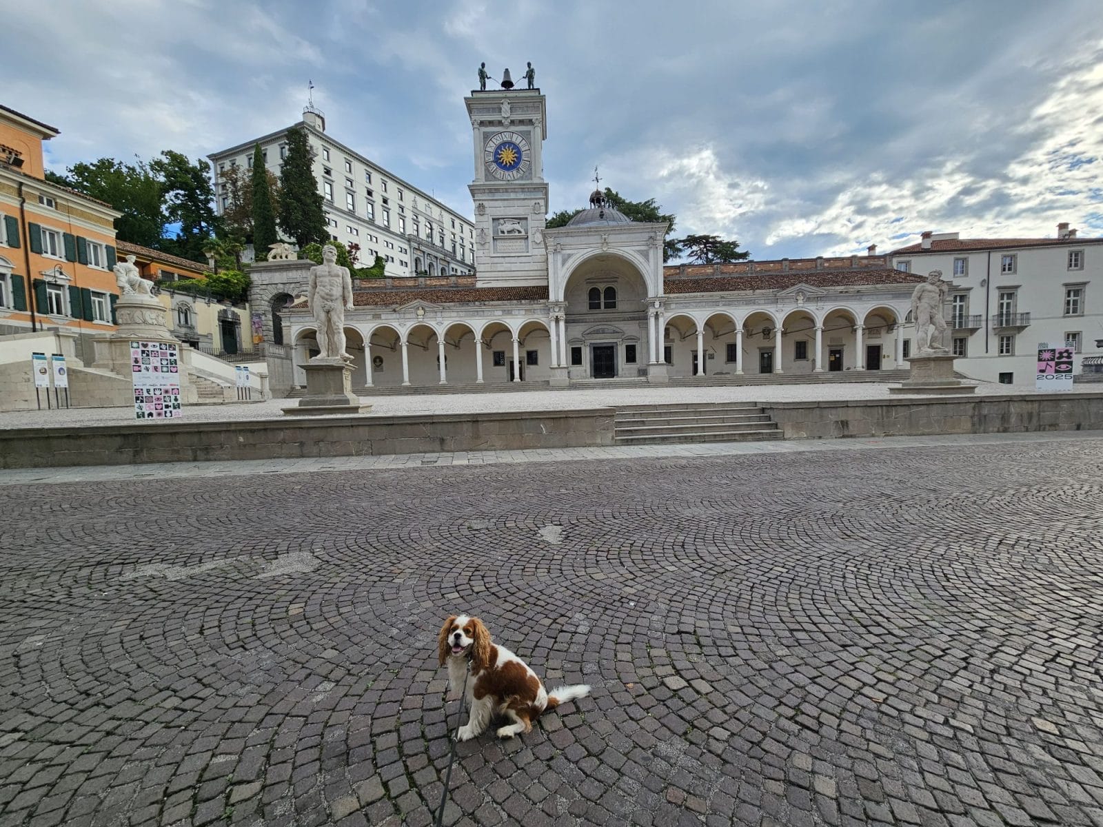 Dog Udine