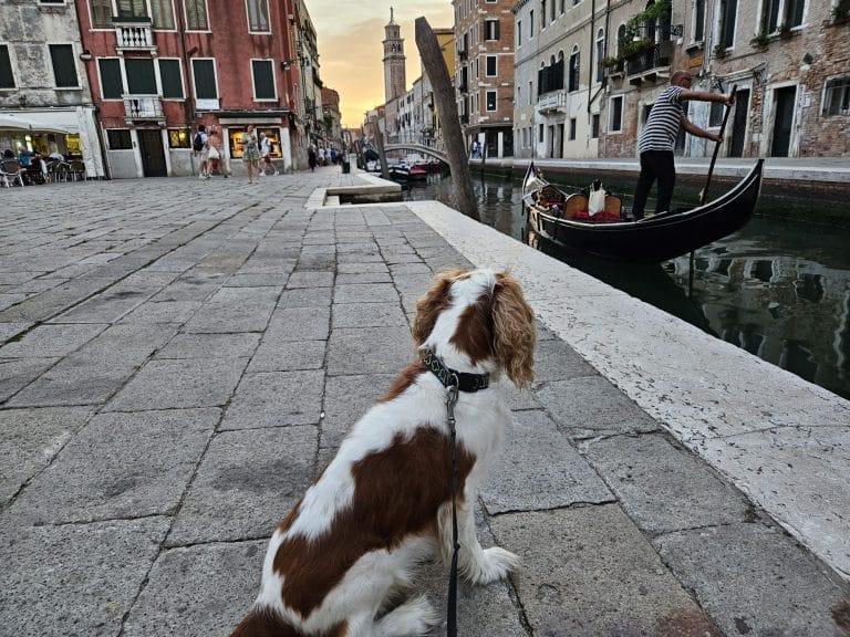 Gondola Sunset Dog Walk