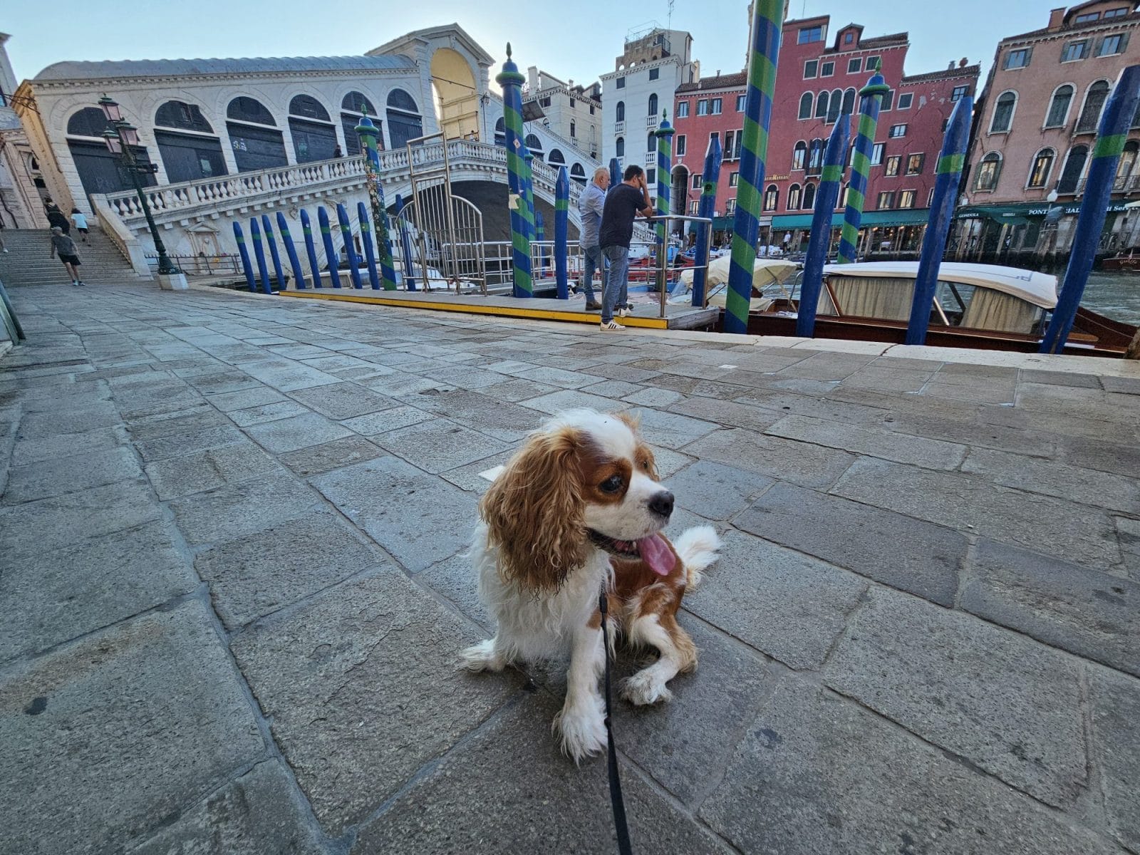 Is Venice Dog Friendly