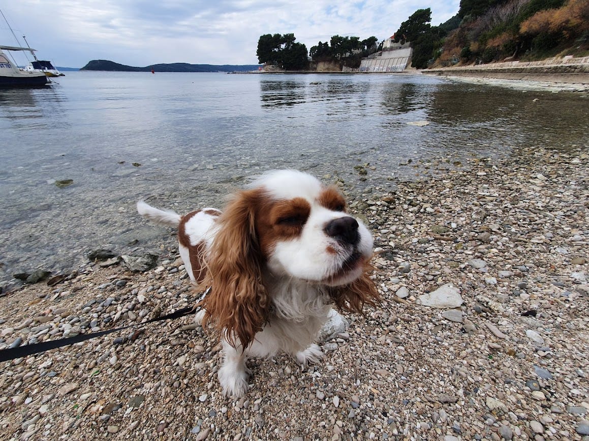 Lučica Jadran Bay Dog Beach