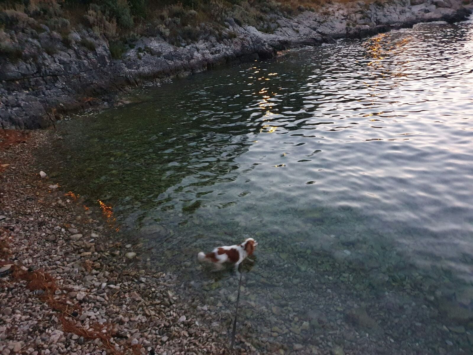 Valdarke Plaža za pse
