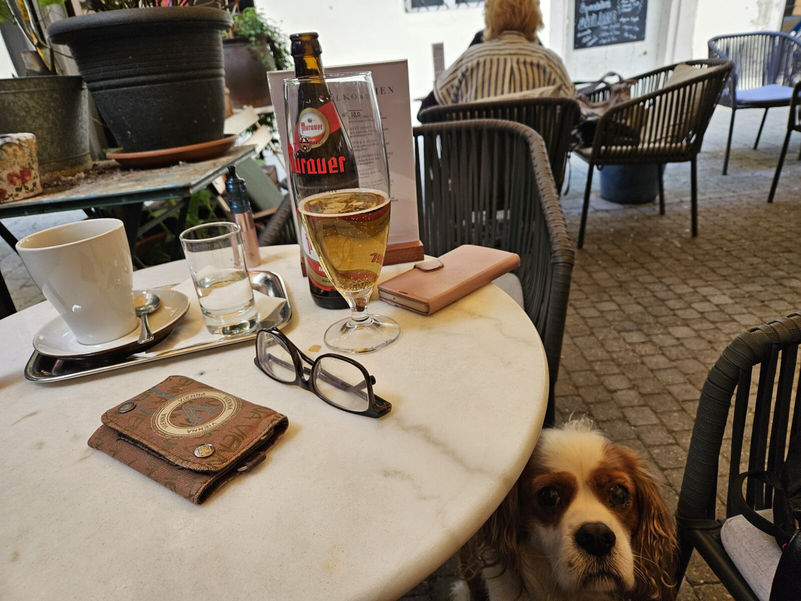 Café König dog