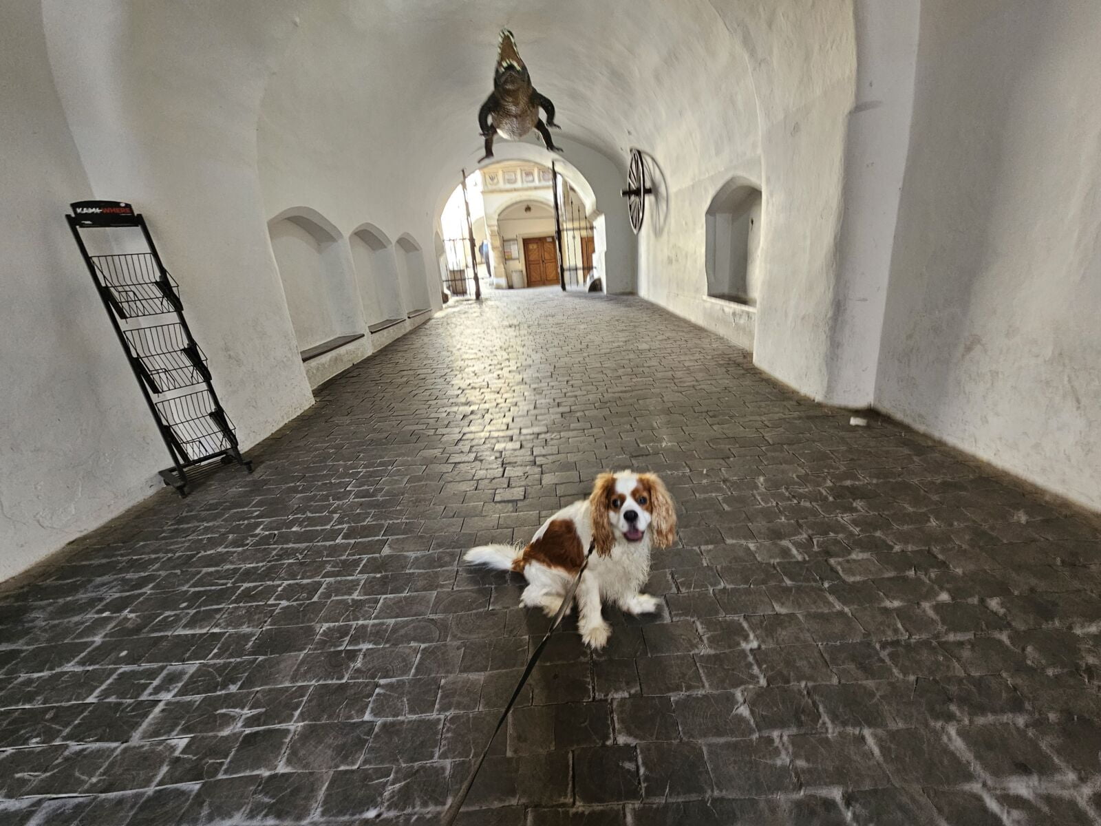 Dog Brno