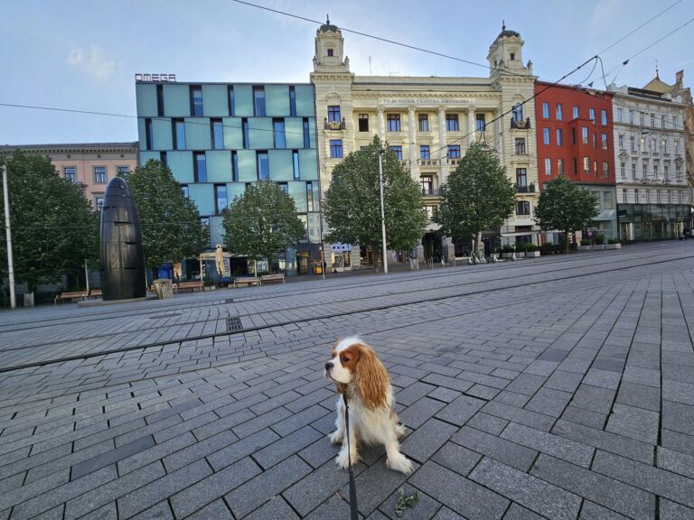 Dog Brno Cz