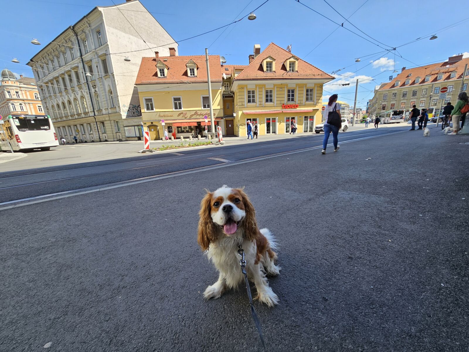 Dog Friendly Graz