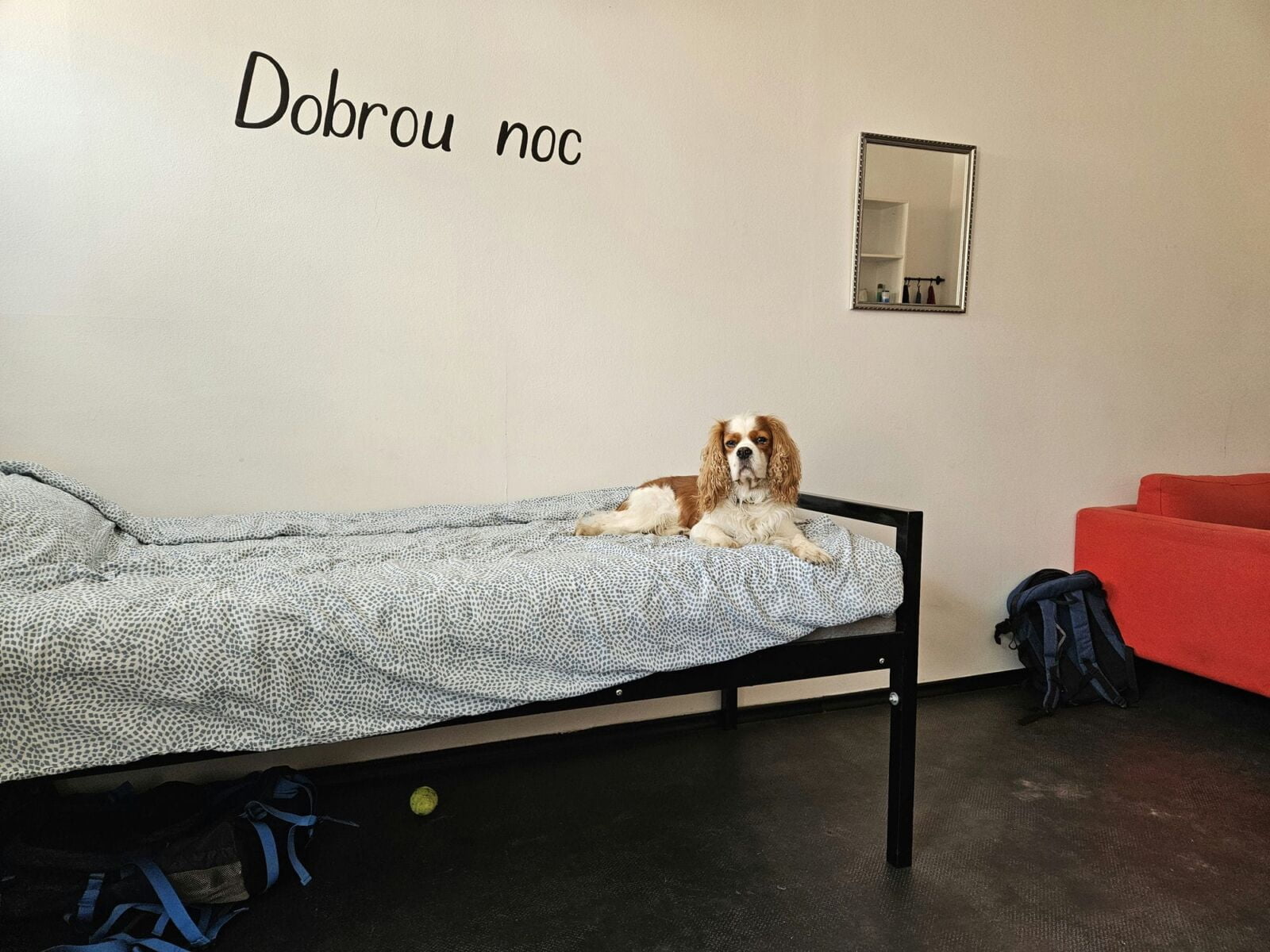 Dog Hostel