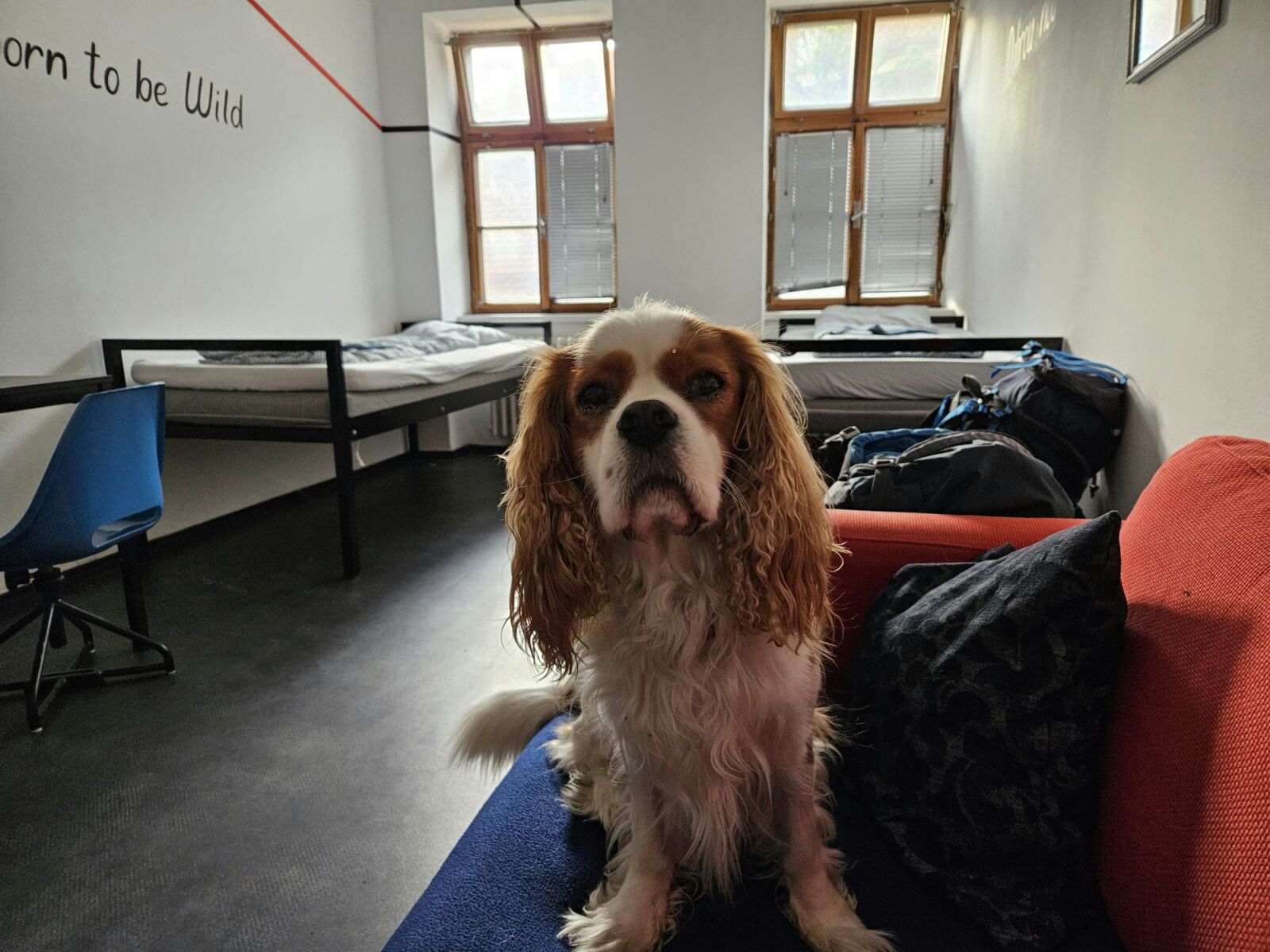 Dog friendly hostels