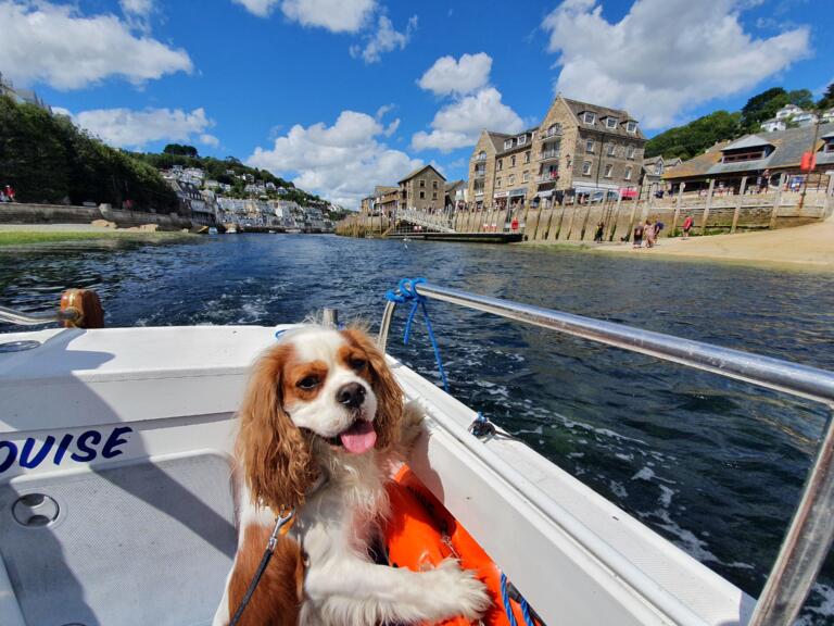 Dog Looe
