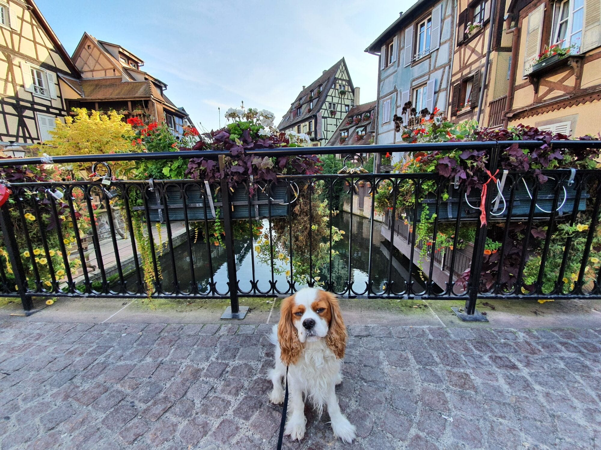 Colmar Europe Dog