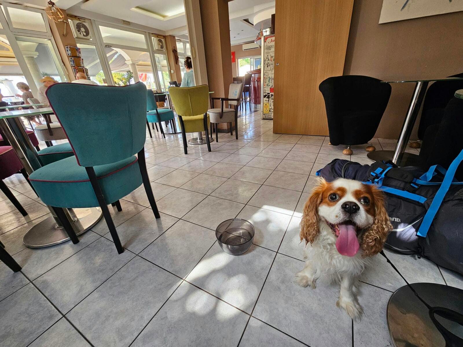 Dog Friendly Bars