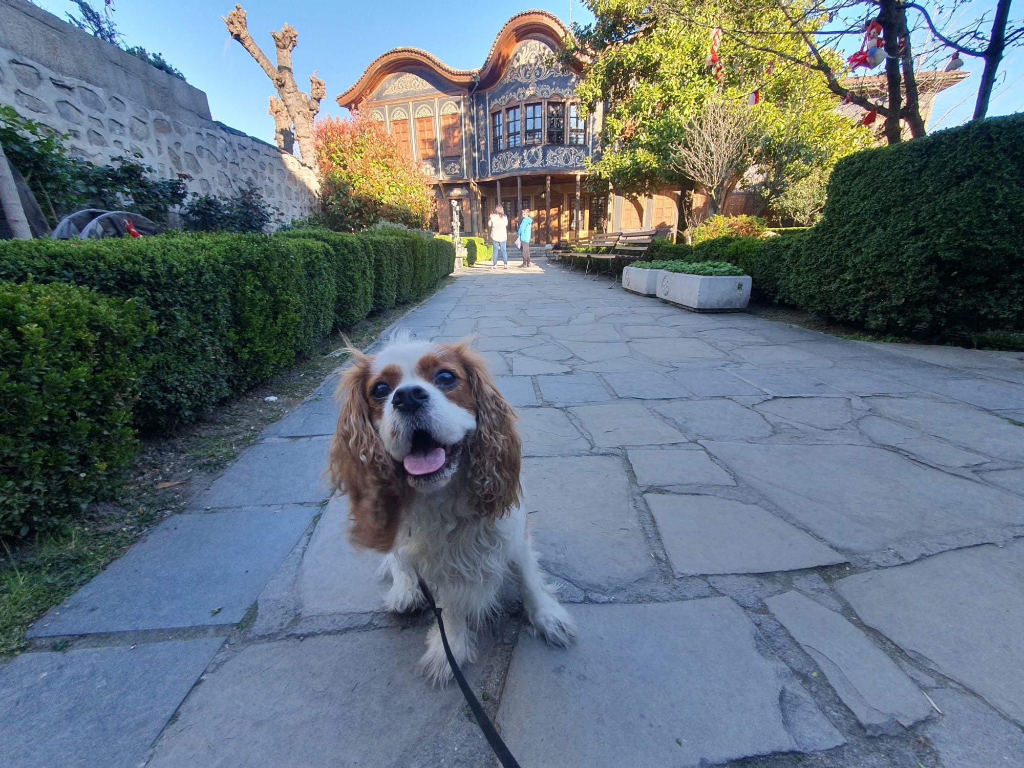 Dog Plovdiv Bulgaria