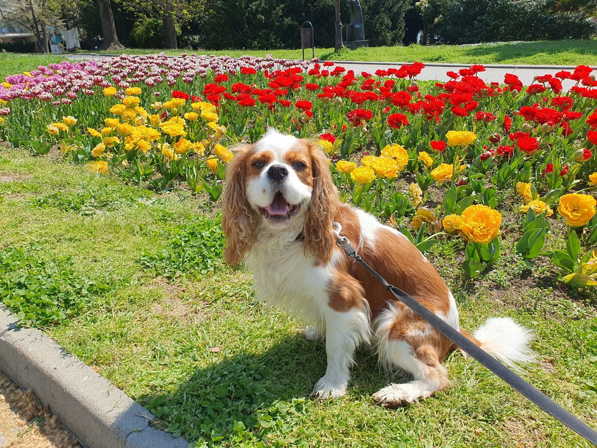 Dog Walk Varna