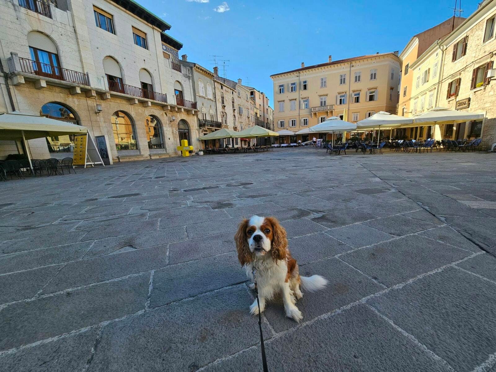Dog in Forum Square in Pula