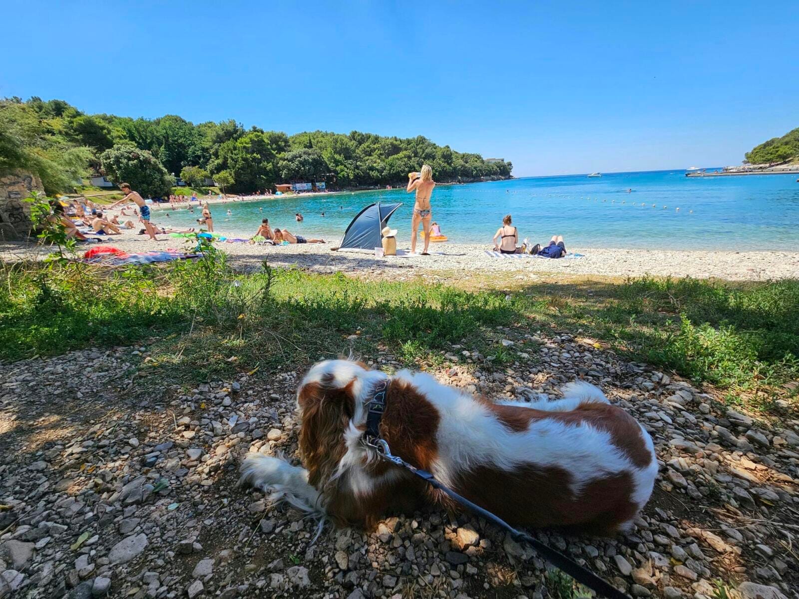 Valsaline Beach Dog