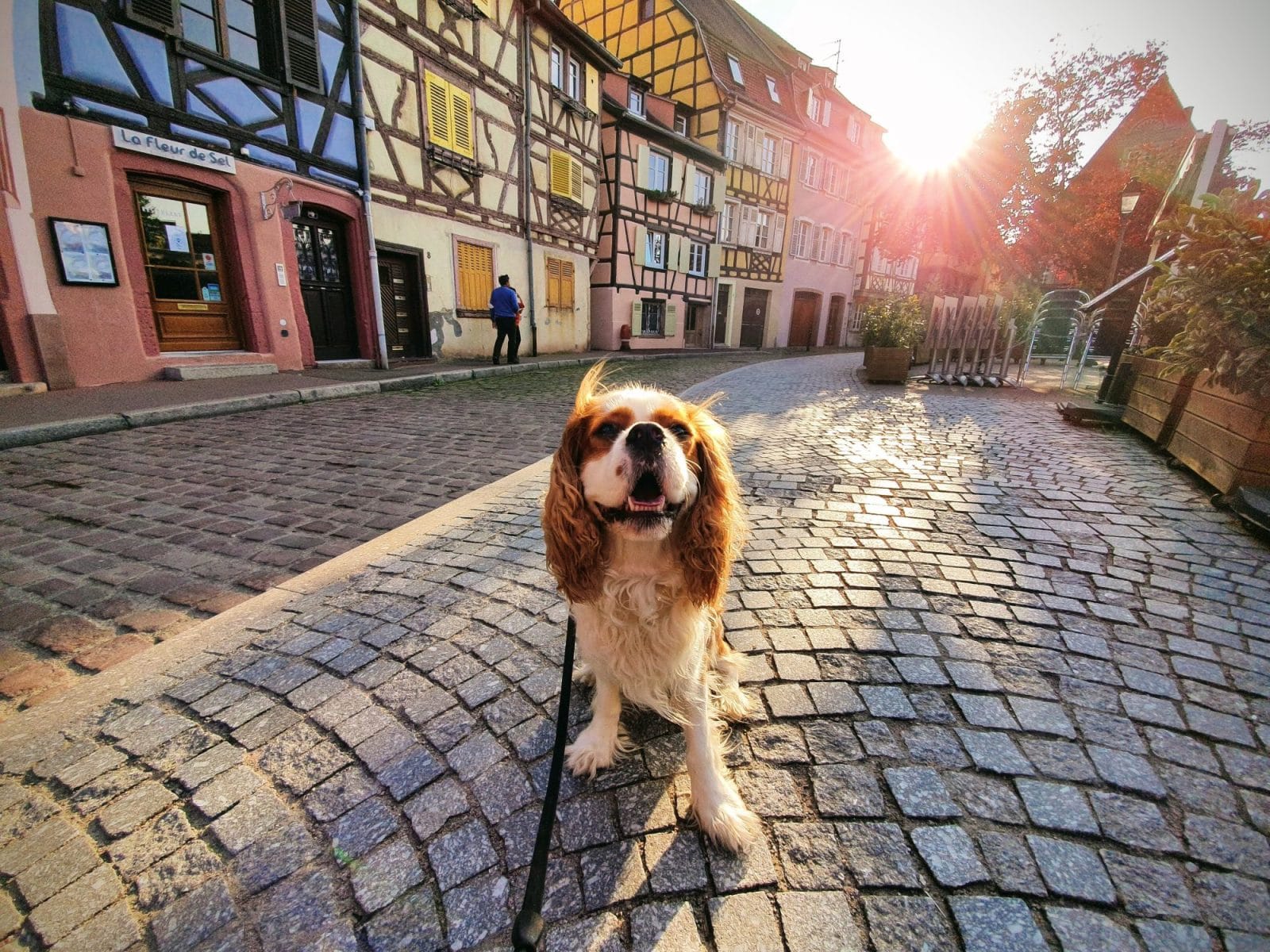 Colmar Dog Friendly