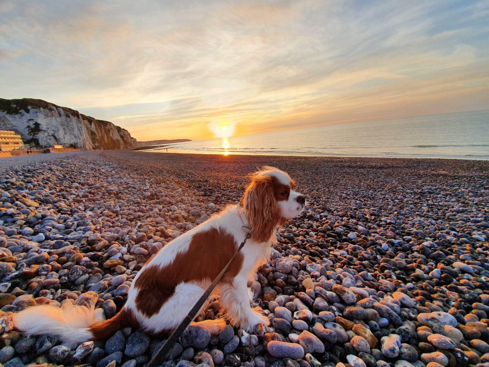 Dog Friendly Beach Dieppe