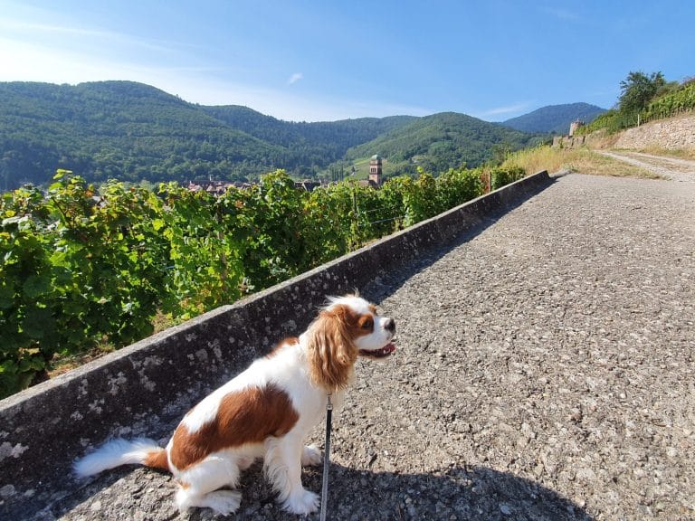 Dog Friendly France