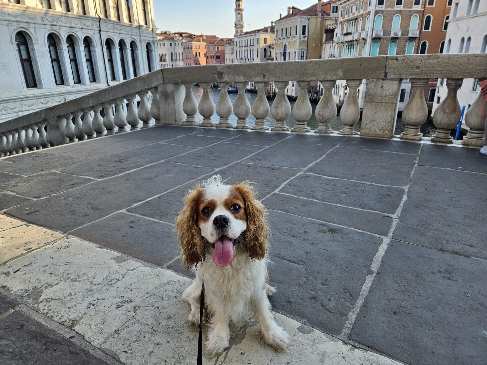 Dog Venice