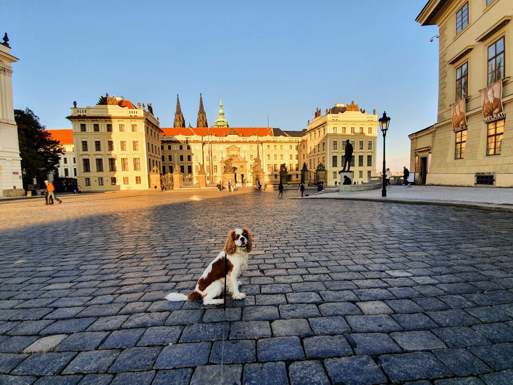 Prague Castle Dog