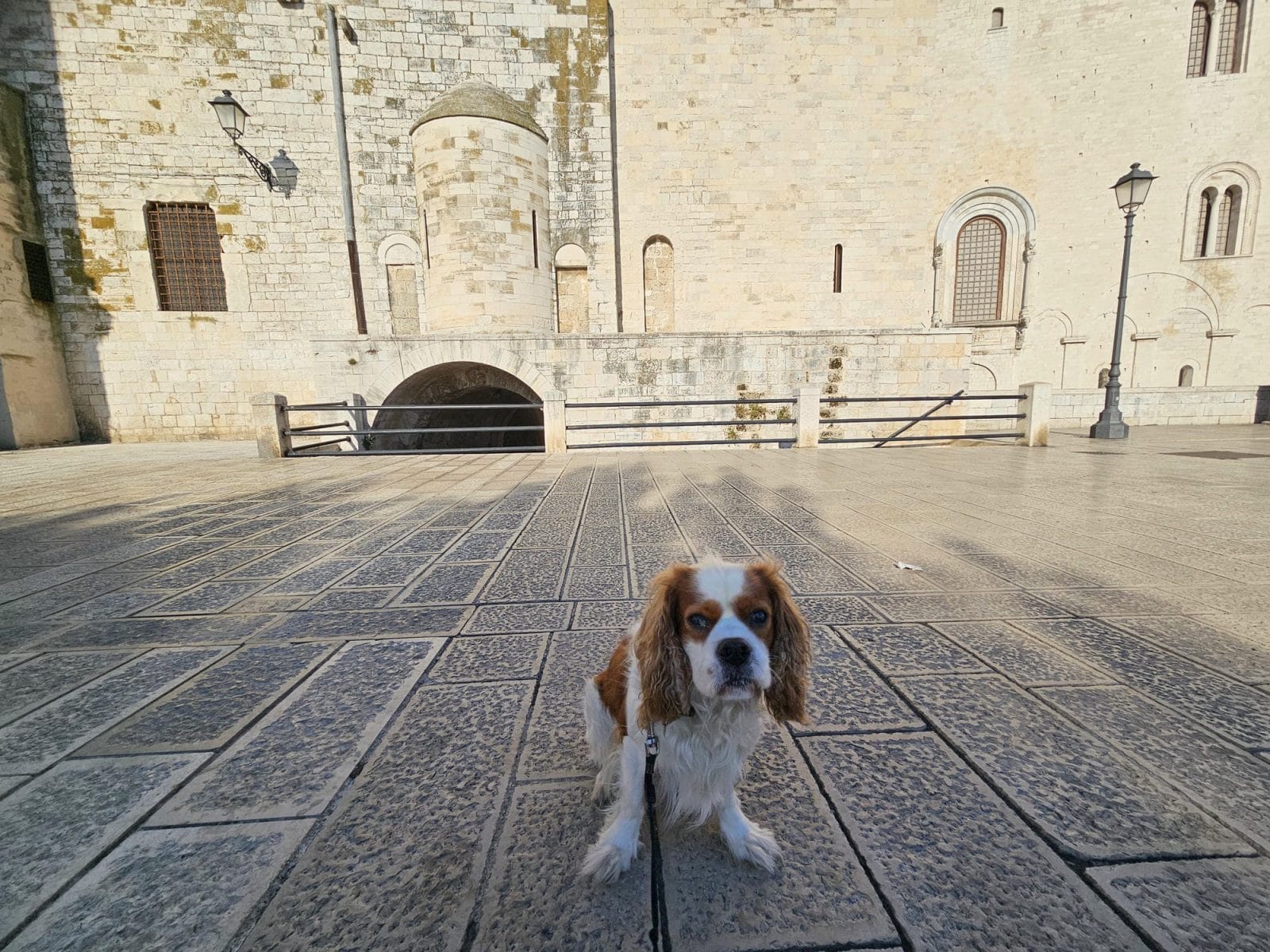 Wall of Bari Dog Walk
