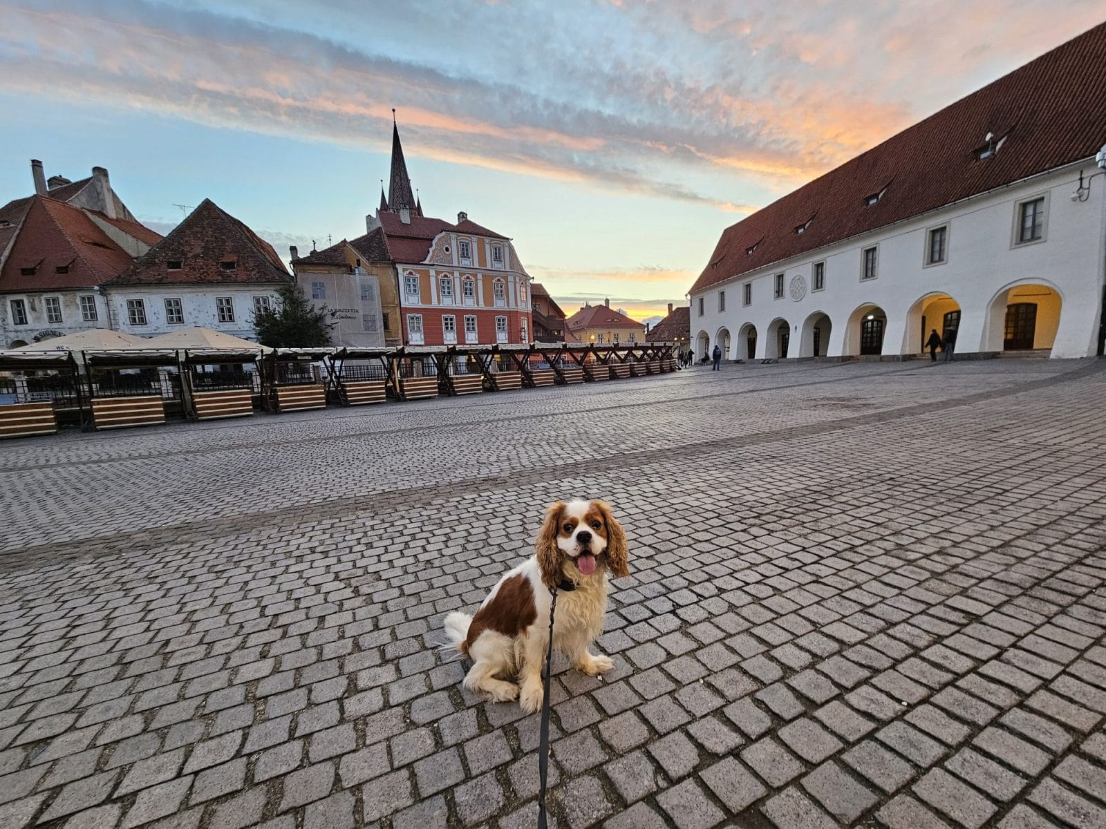 Dog Friendly Sibiu