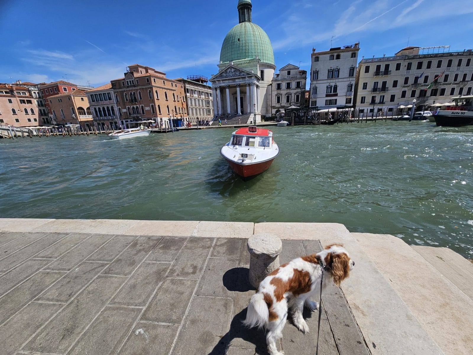Grand Canal Near Station Dog Walk