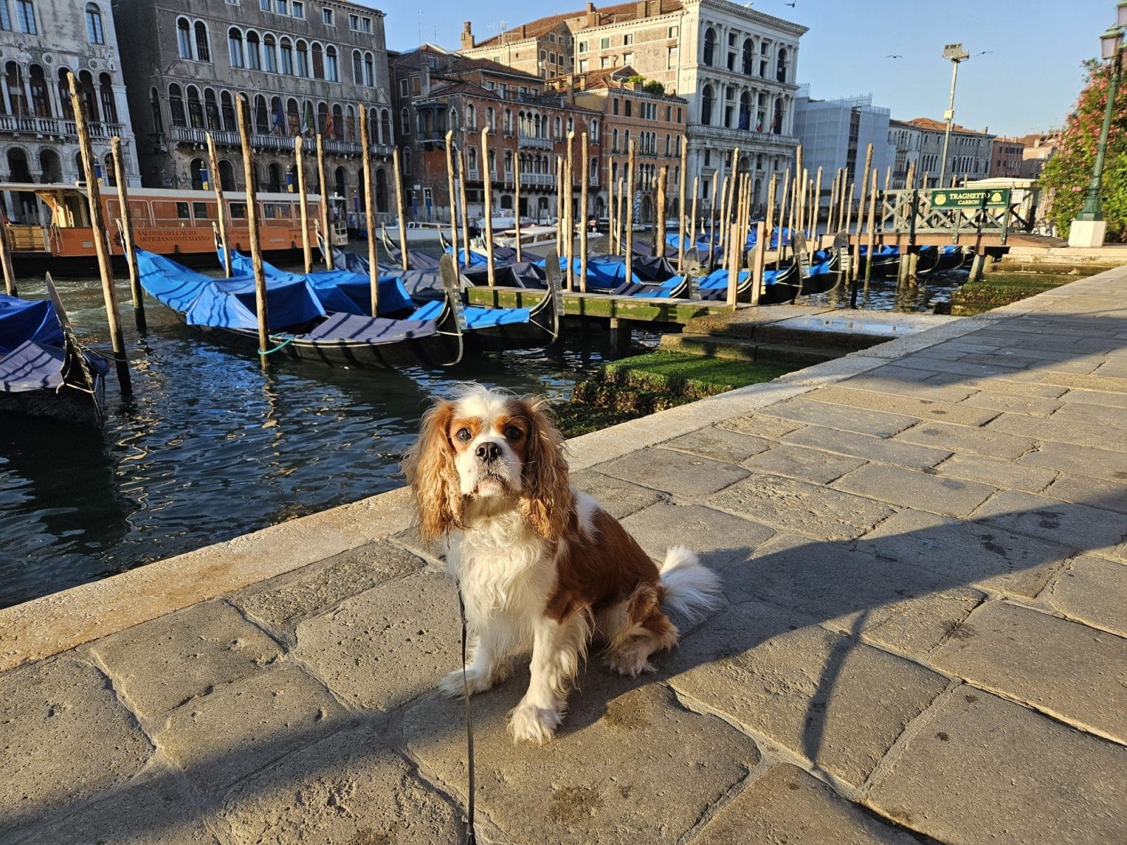 Henry gondola