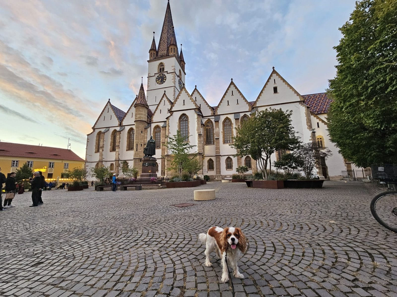 Henry in Sibiu