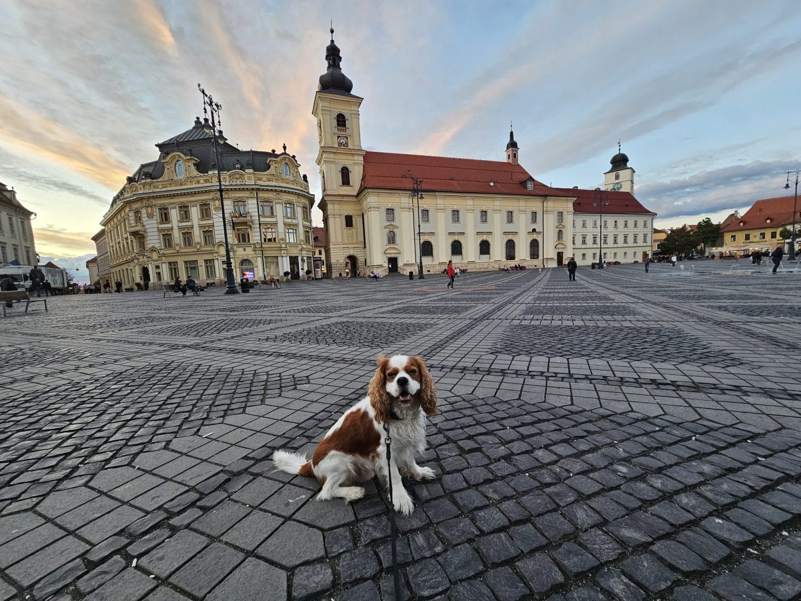 Is Sibiu Dog Friendly