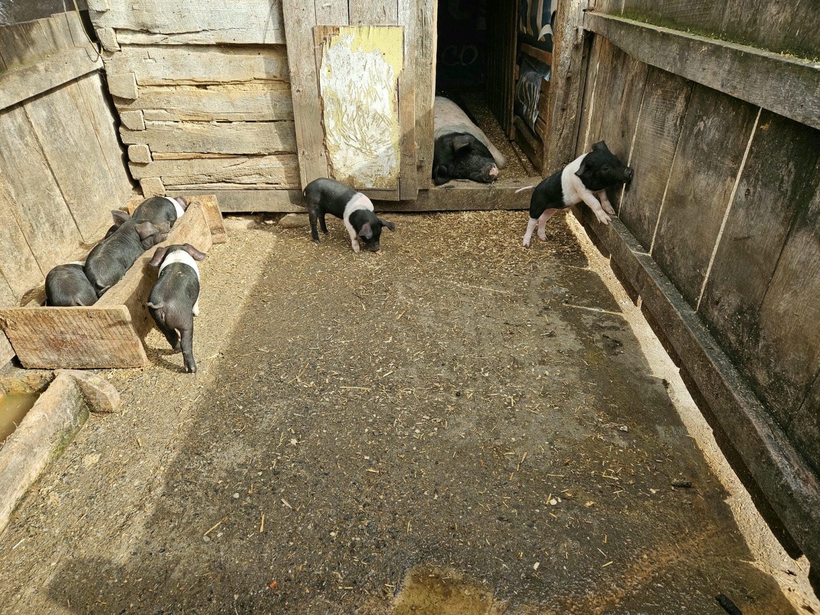 Piglets