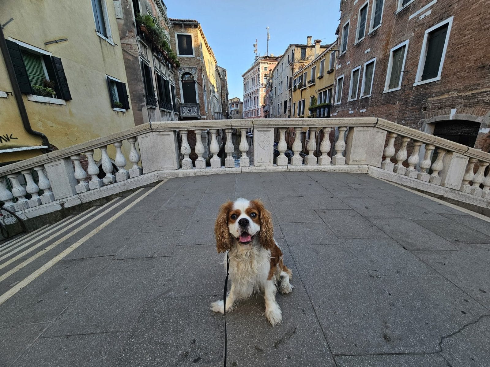 Ponte San Polo Dog