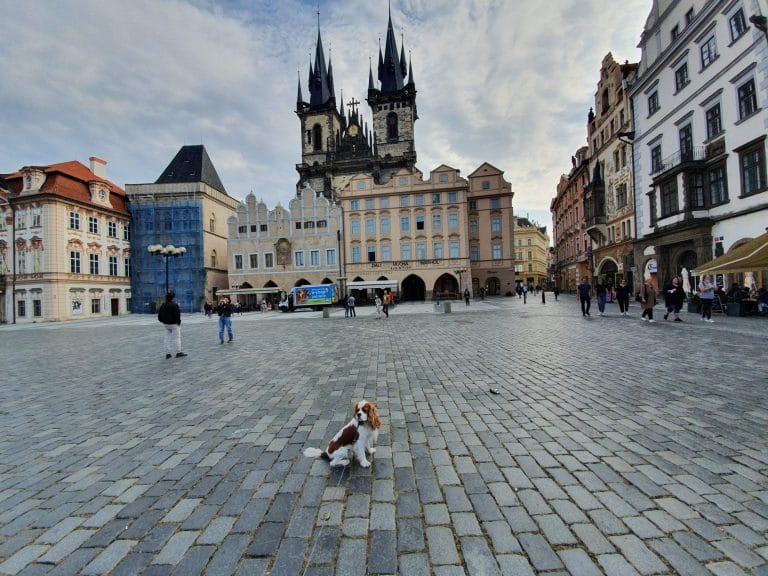 Old Town Square Dog Walk