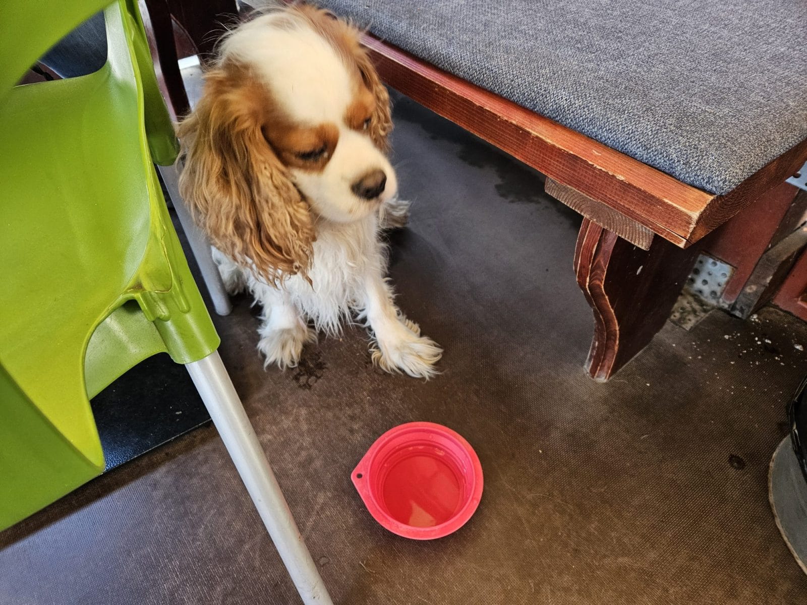 Dog Friendly Budapest