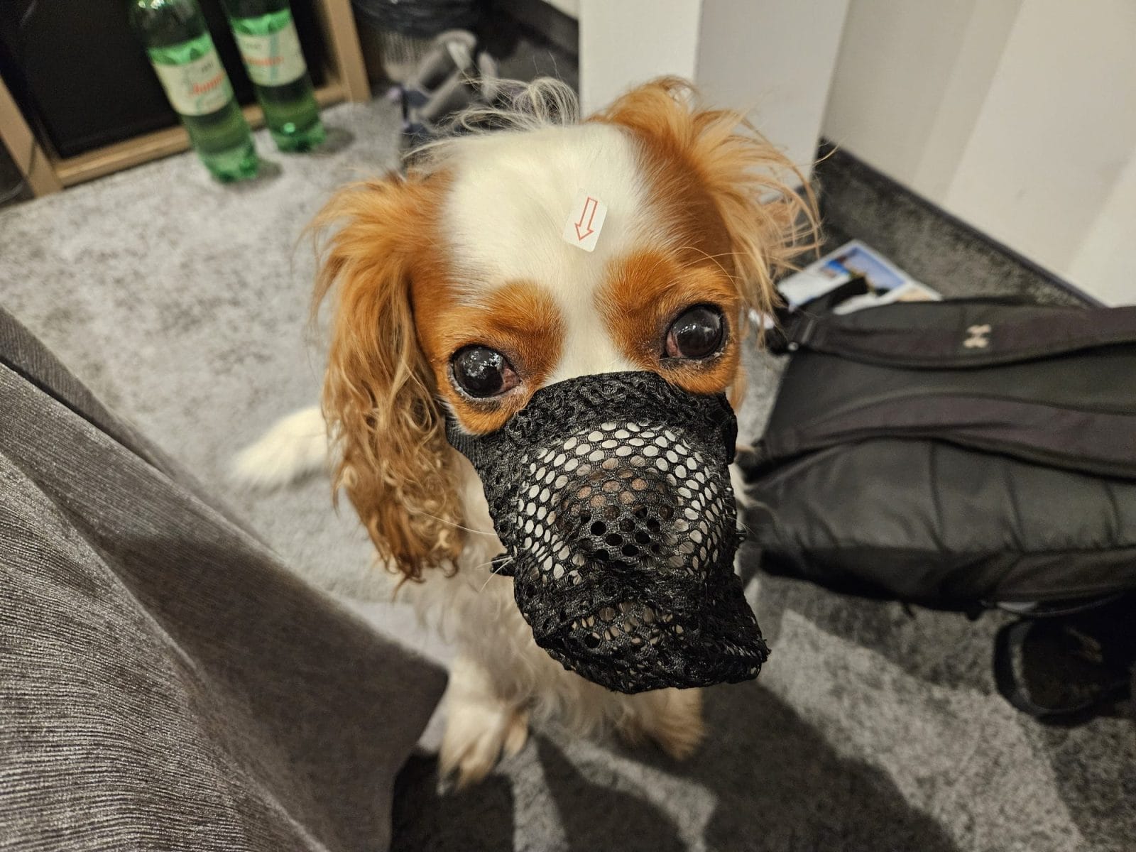 Muzzle