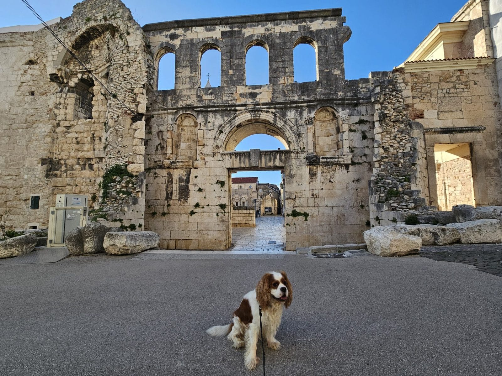 Split Dog Friendly
