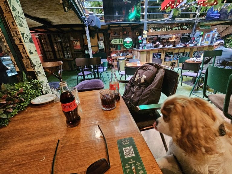 Zagreb dog