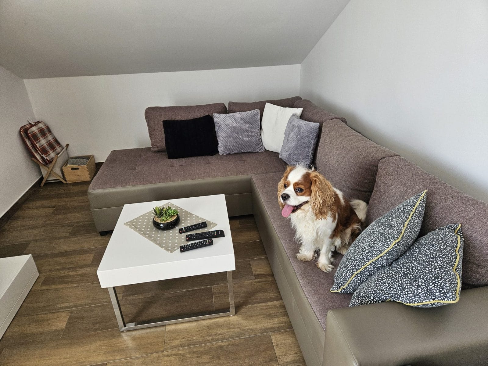 Dog Friendly Trogir