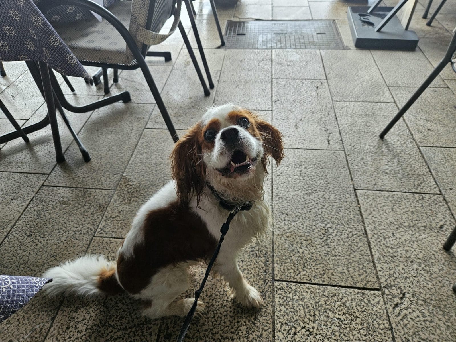 Bistro More Dog