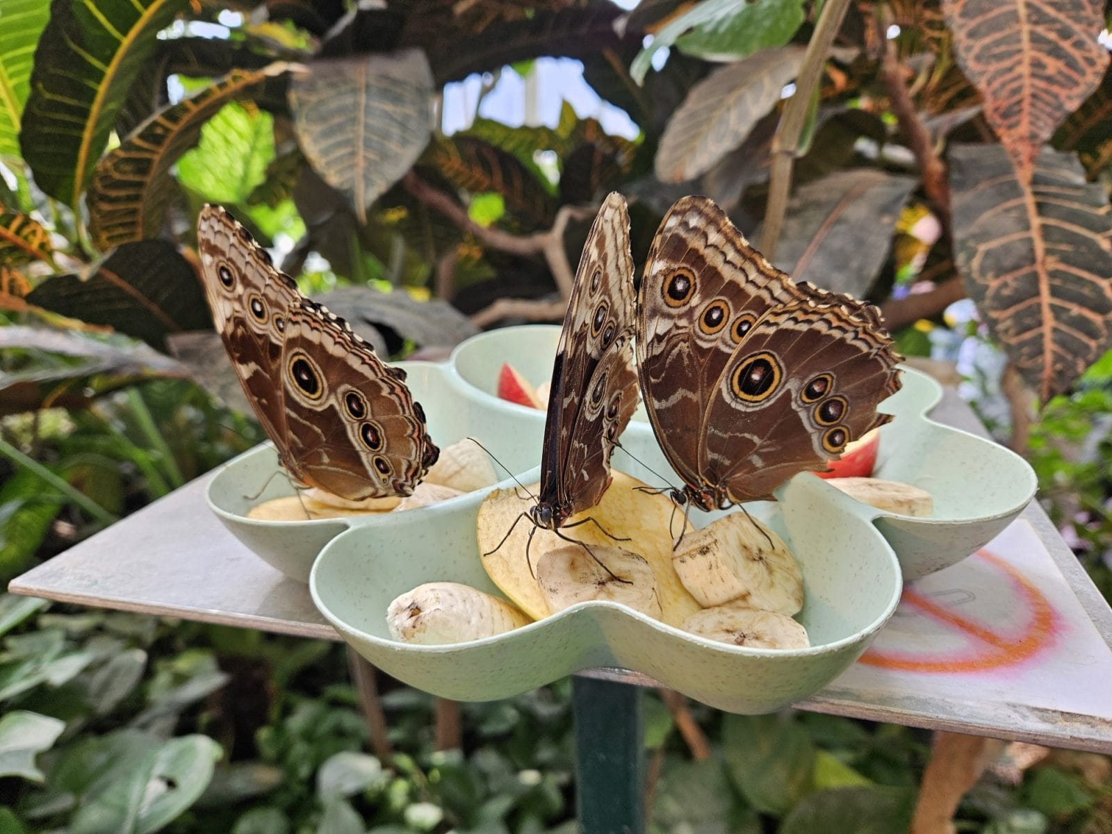 Butterflies