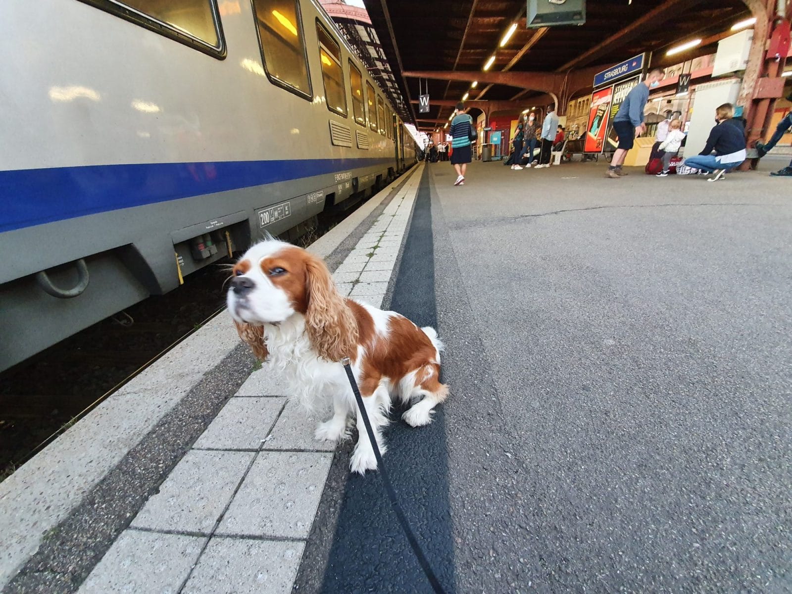 Dog Train