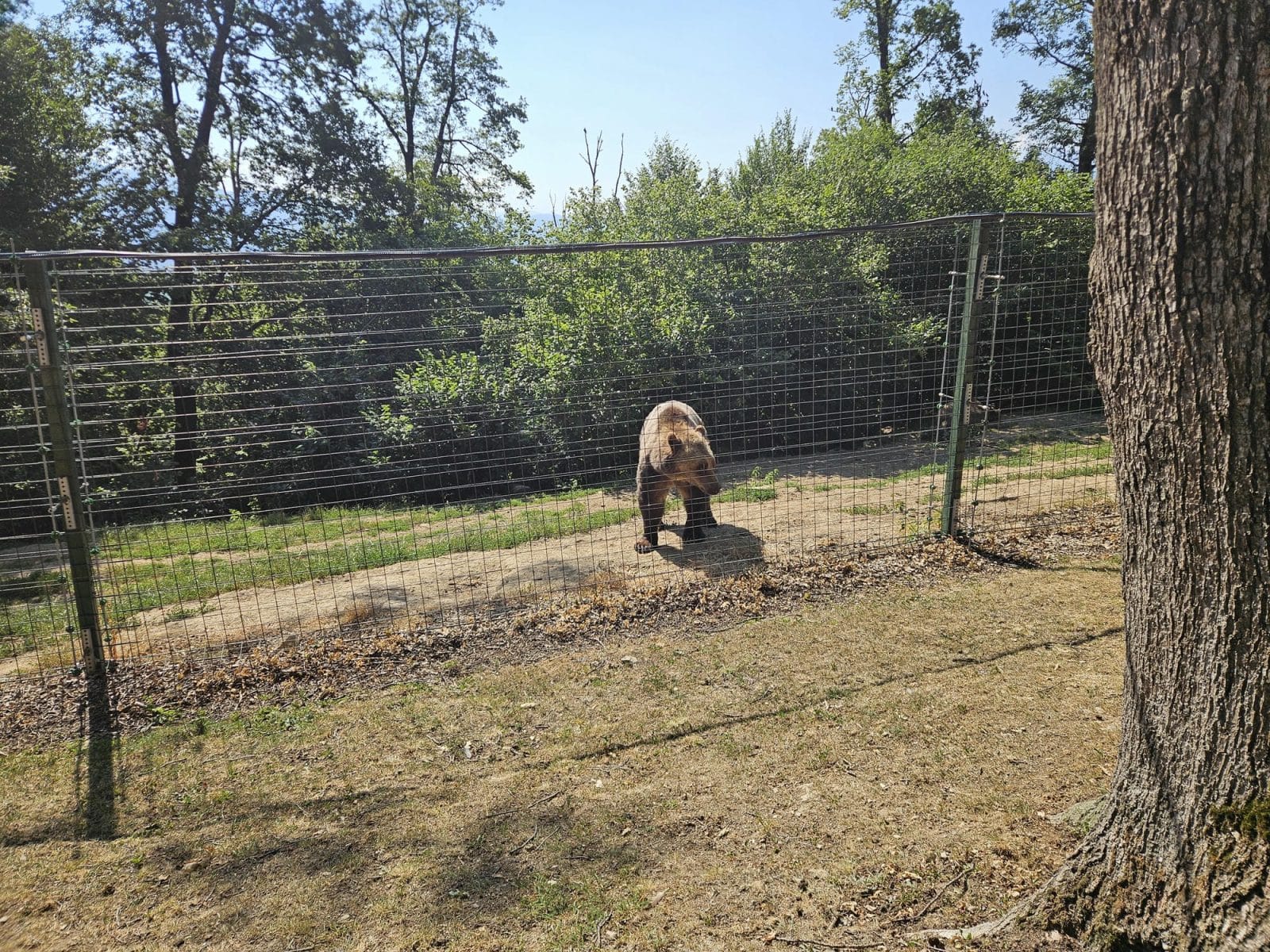 Bear At Fence