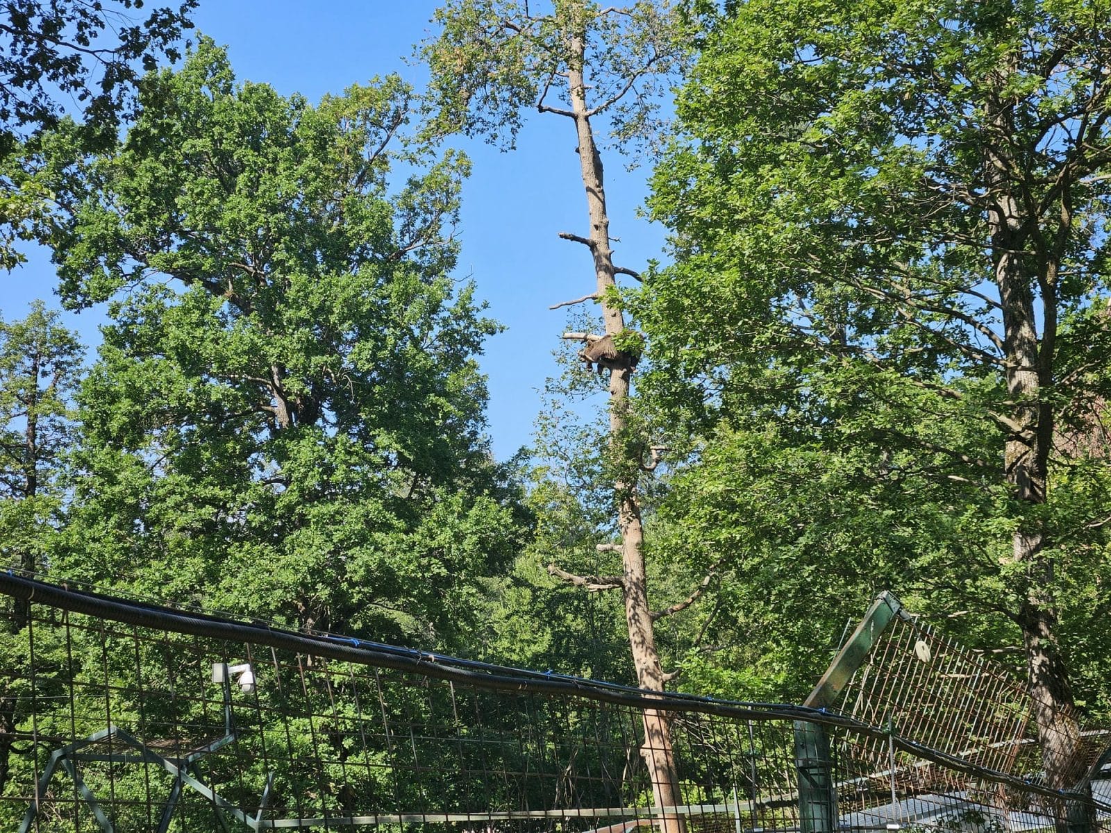 Bear Climbing