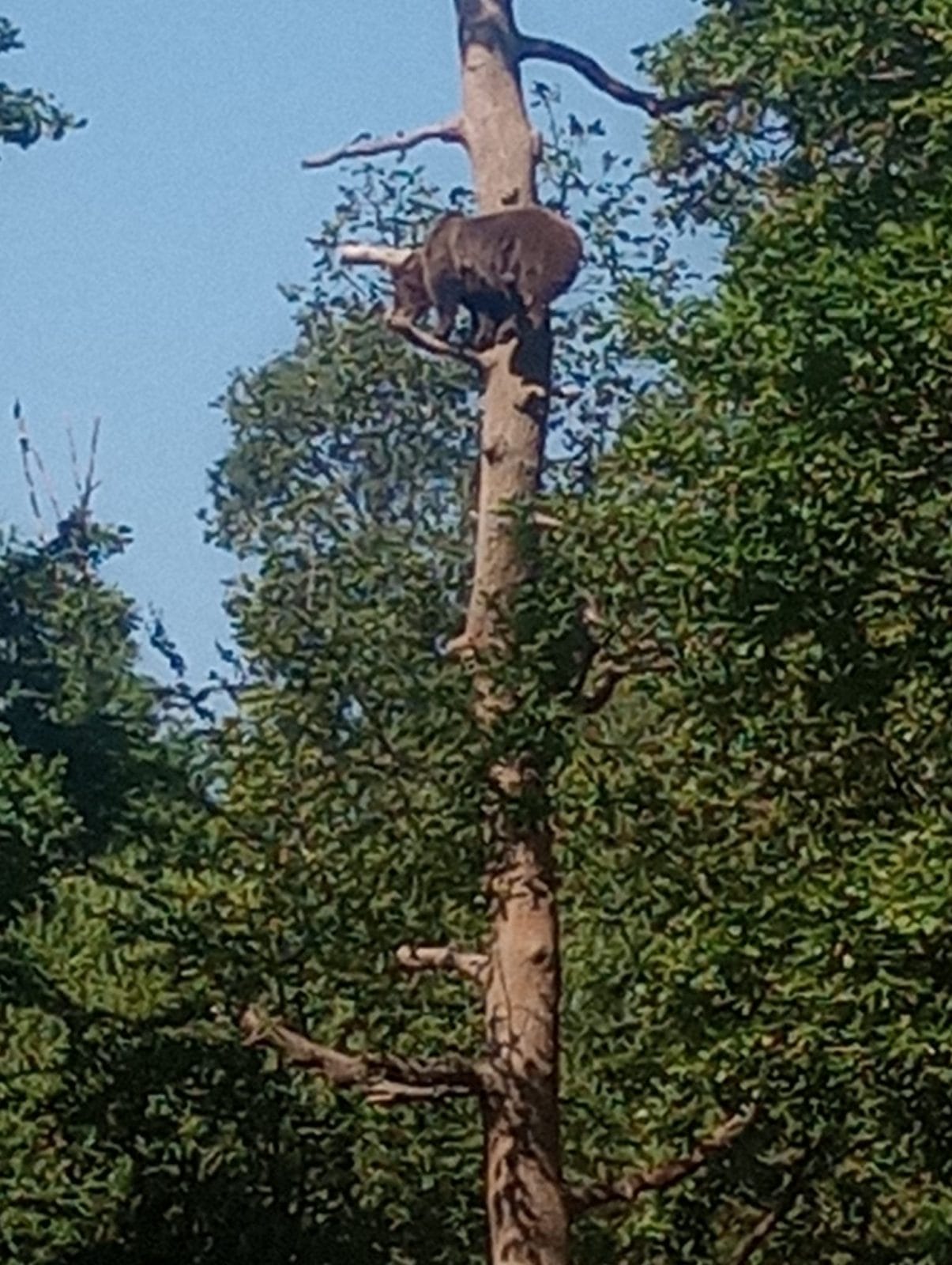 Bear in Tree