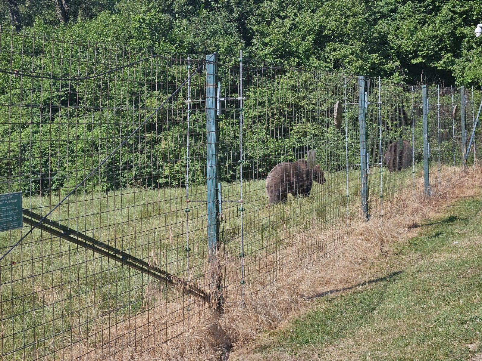 Bears at top